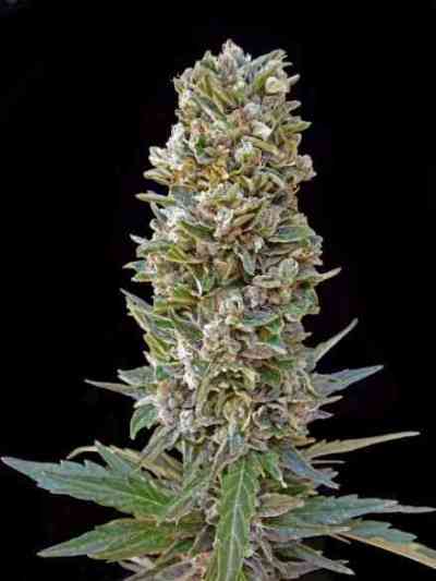 Automatic Mix > Advanced Seeds | Graines Autofloraison  |  Hybride